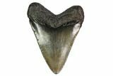 Juvenile Megalodon Tooth - Georgia #158787-1